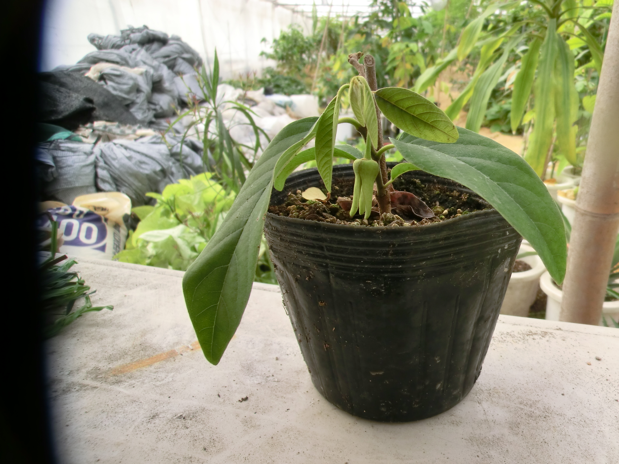 昨年春に挿し木したシャカトウ 釈迦頭 に花が咲きました ぶゆうじぃさんの農業日記